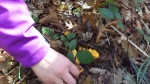 cantharellus a mano